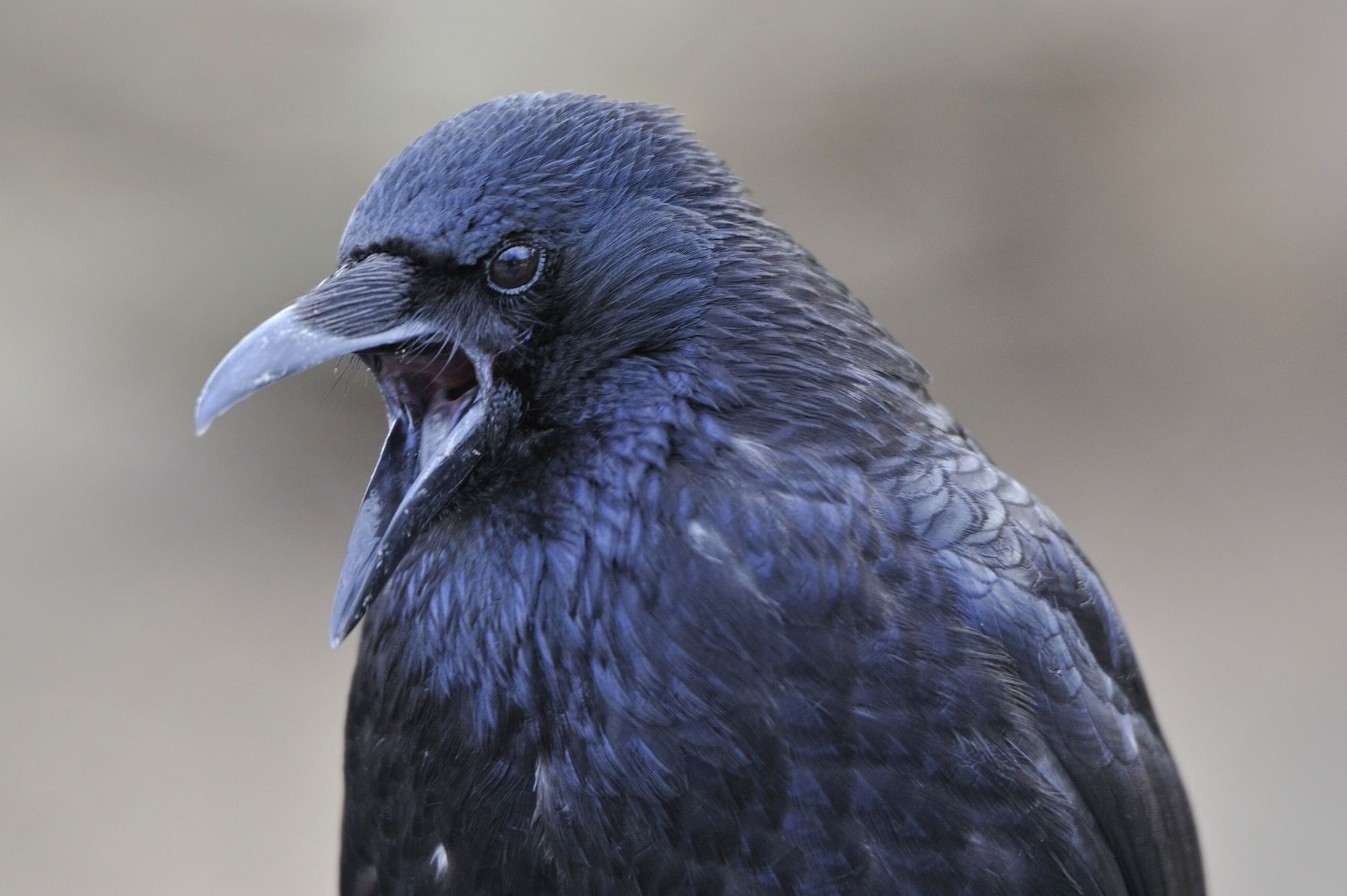 Кричащий ворон. Screaming Raven. Crow Scream. Raven Screams. Raven Bird screaming.